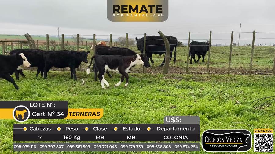 Lote 7 Terneras en La Horqueta, Colonia