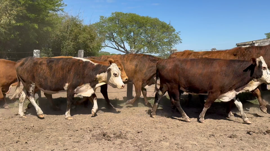 Lote 30 Vacas CUT preñadas