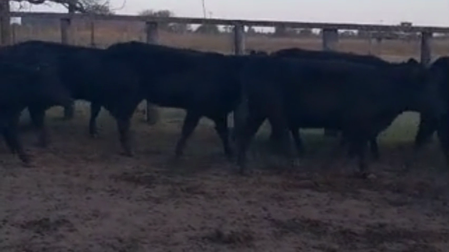 Lote 35 Vaquillonas preñadas