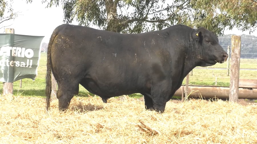 Lote TOROS PUROS POR CRUZA