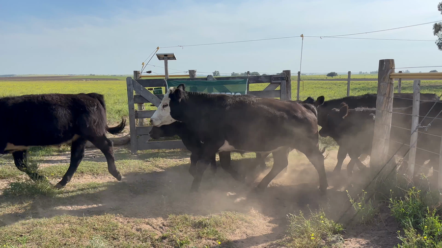 Lote 64 Novillitos EN RIVERA