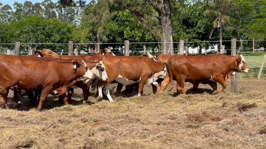 Lote 14 Vaquillonas C/ servicio en Corrientes, Monte Caseros