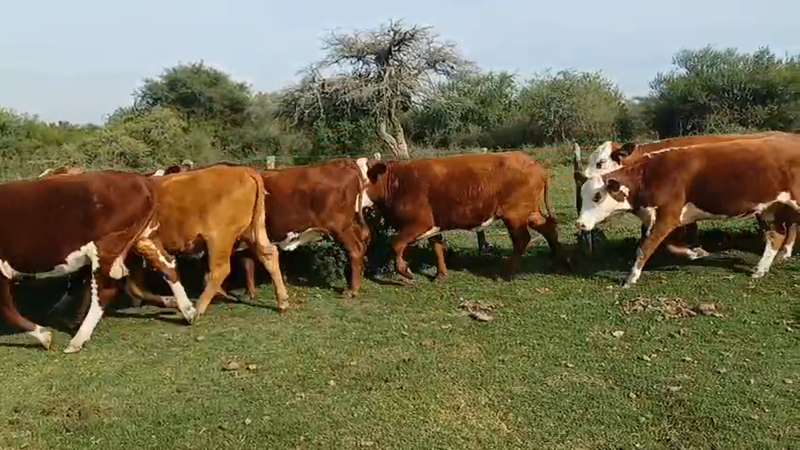 Lote 50 Vaquillonas preñadas en Corrientes, Curuzú-Cuatiá