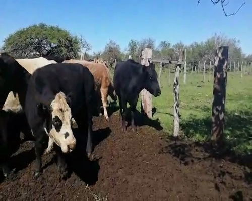 Lote 32 Novillos en Federal, Entre Ríos