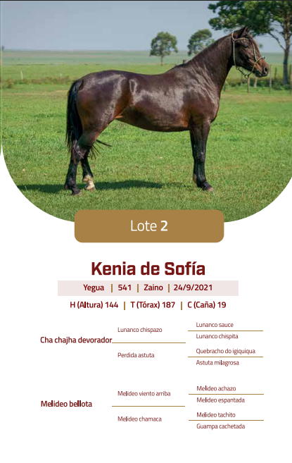 Lote LOTE 2