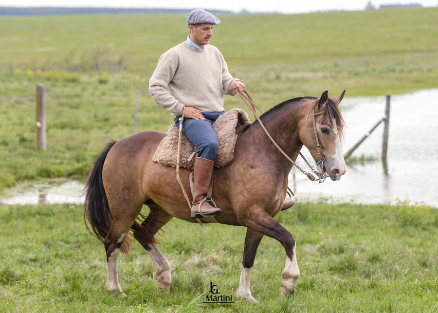 Lote Achira Caraguatá