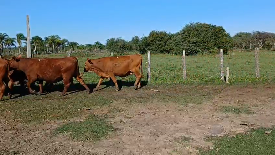 Lote 24 Vaquillonas preñadas en Corrientes, Curuzú-Cuatiá