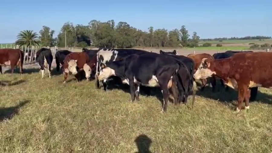 Lote (Vendido)22 Vacas de Invernada HER-AA-CRUZA a remate en 4to remate ENTRE MARTILLOS 399kg -  en MUNDO AZUL