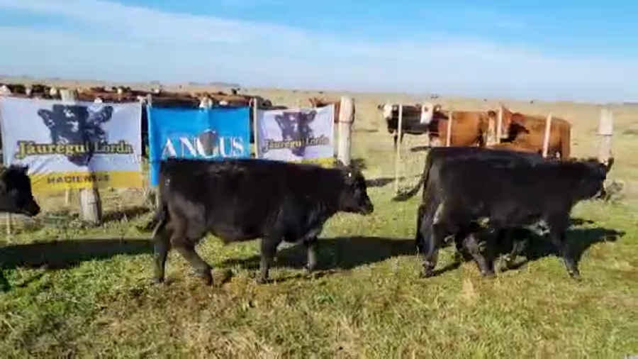 Lote 65 Terneros en Tapalqué, Buenos Aires