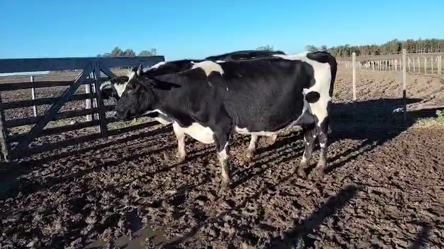 Lote 4 Vacas de Invernada Holando a remate en Pantalla Camy en Carreton