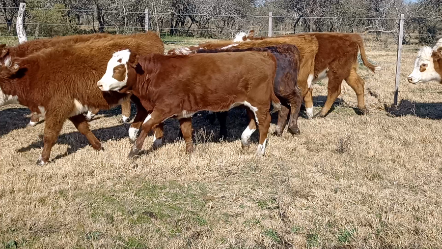 Lote 41 Terneros/as en Corrientes, Curuzu Cuatia