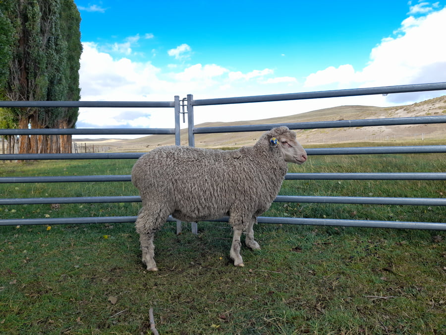 Lote Carnero TOP, 21-1324