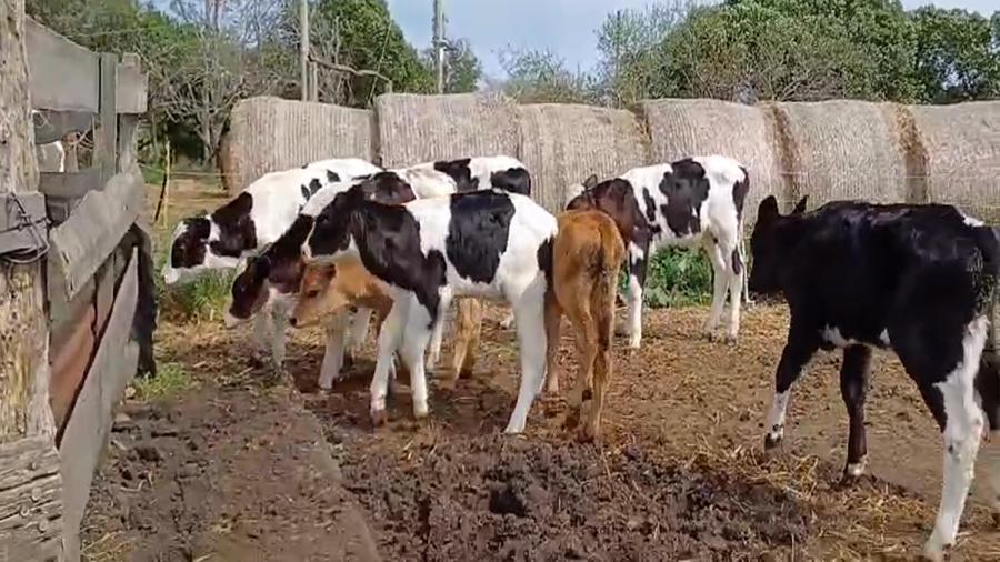 Lote (Vendido)8 Terneros 6 HOLANDO - 2 JERSEY a remate en #49 Pantalla Carmelo en PIEDRA CHATA