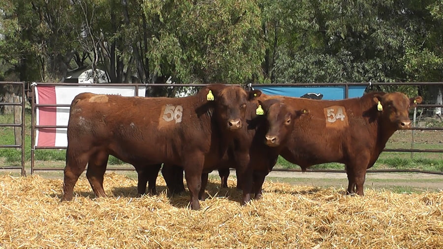 Lote TOROS ANGUS COLORADOS PC