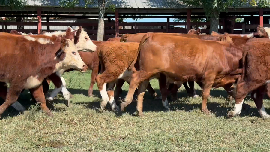Lote 50 Terneros/as en Corrientes, Monte Caseros