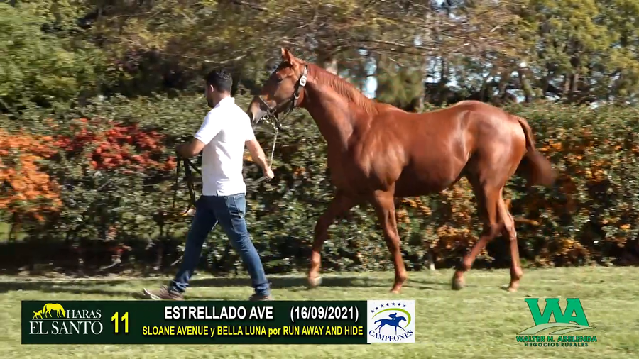 Lote ESTRELLADO AVE