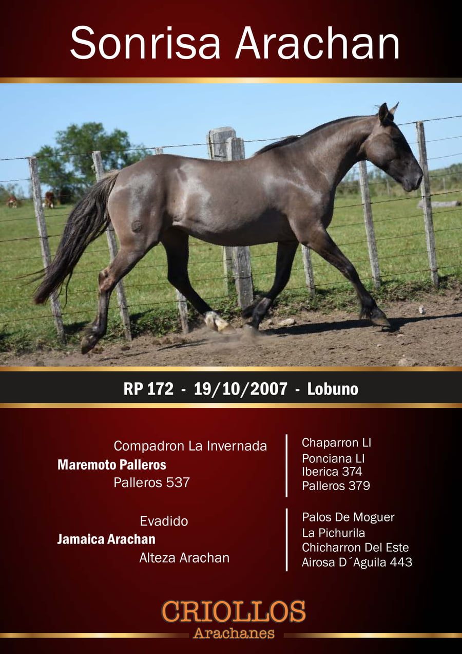 Lote Sonrisa Arachán - RP 172