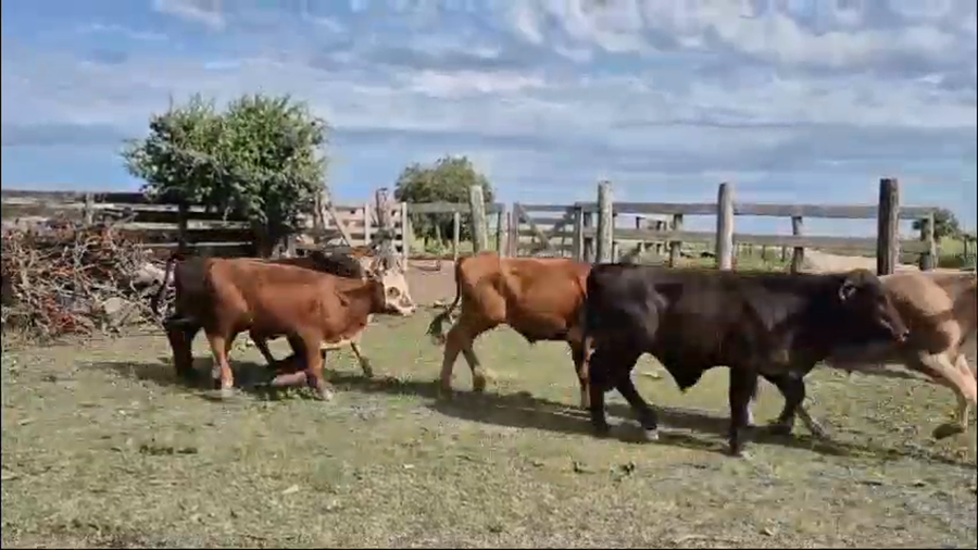 Lote 120 Terneros/as