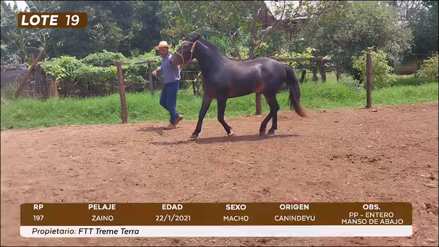 Lote LOTE 19