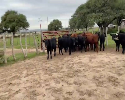Lote 18 Terneros en Toay, La Pampa
