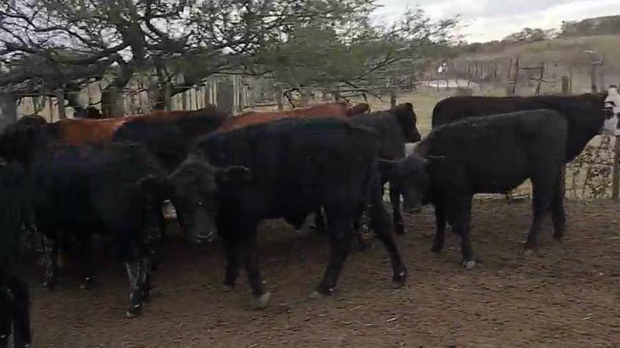 Lote 65 TERNS MACHOS, IBICUY, PCIA. ENTRE RIOS