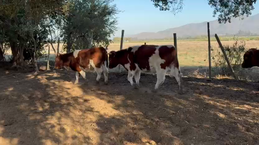 Lote 30 Ternero en Melipilla, Región Metropolitana