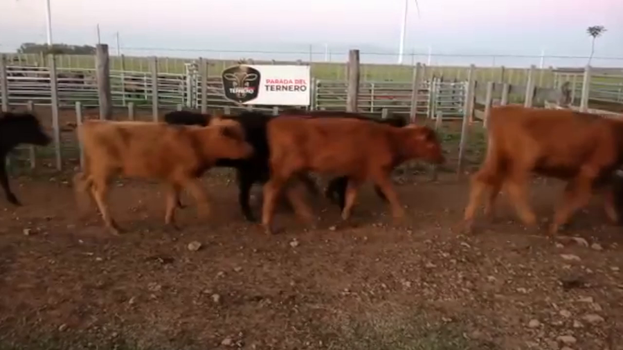 Lote 104 Terneras Carnicera a remate en PARADA DEL TERNERO 74kg -  en Parada fariña