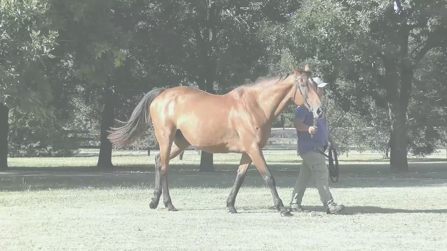 Lote PORTORRIQUEÑA (EQUAL STRIPES -  SALSA Y MERENGUE) Preñez por RERIDE