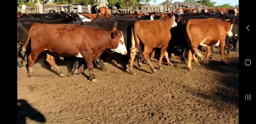 Lote 50 Novillos en Villaguay, Entre Ríos