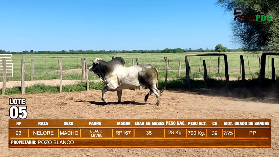 Lote TORO NELORE - POZO BLANCO