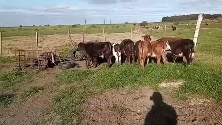 Lote (Vendido)9 Terneros BRITANICA a remate en 5to remate por pantalla ENTRE MARTILLOS 90kg -  en LIBERTAD