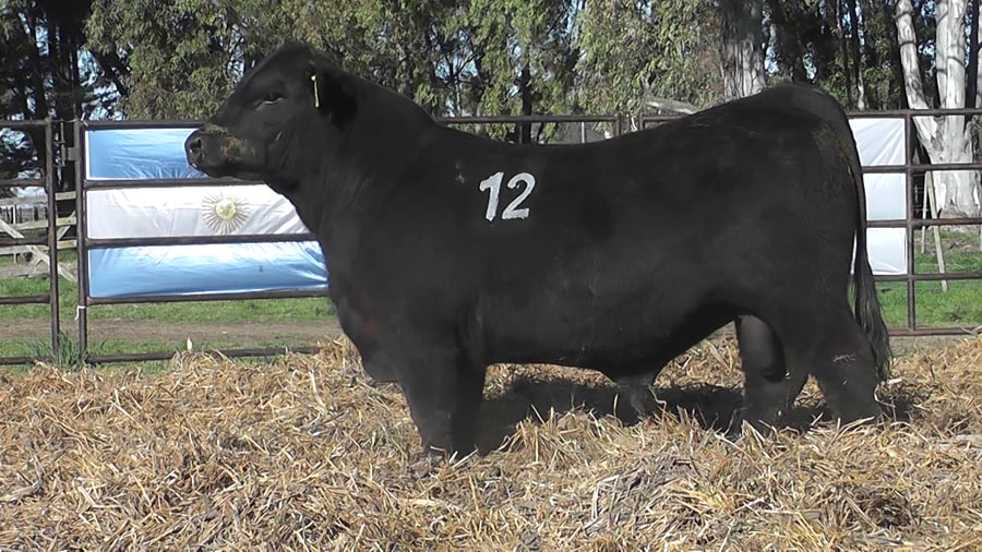 Lote ANGUS PURO CONTROLADO