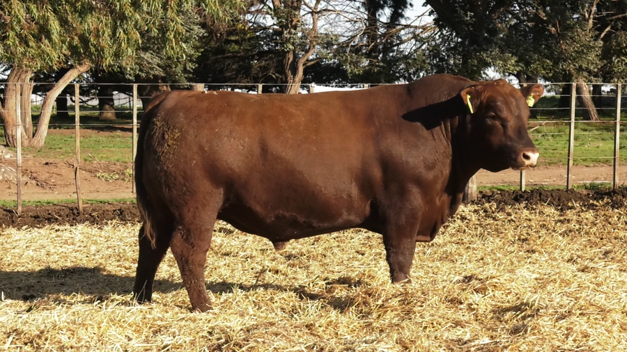 Lote TOROS PUROS CONTROLADOS