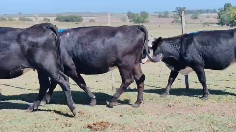 Lote 10 Vaquillonas  a remate en Pantalla Camy - Aniversario 31 Años 350kg - , San José