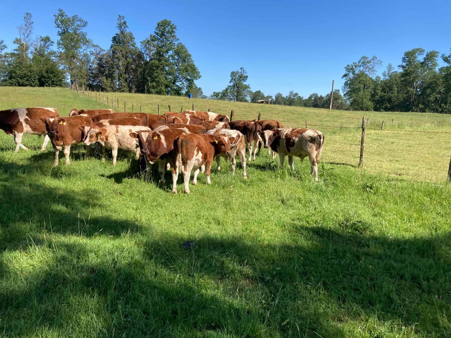 Lote 23 Ternero en Purranque, X Región Los Lagos