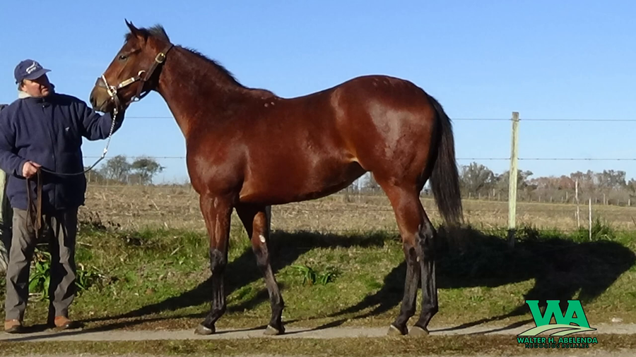 Lote ESTAMOS EN HORA
