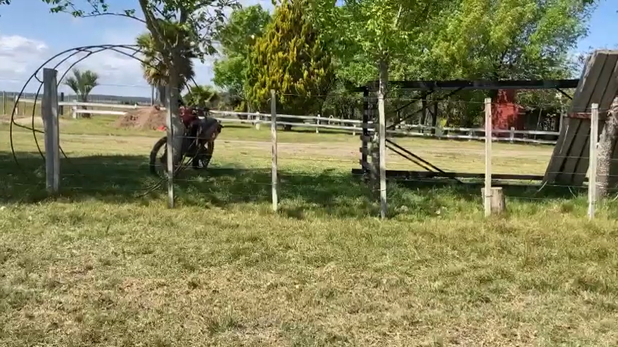 Lote (Vendido)31 Vaquillonas 1 a 2 años RAx9 AAx6 HEx1 BRx1 CRUZAS CON: AAxHE 9,  RAxHE 2,  CHxAA 3 a remate en Expo Paysandú 384kg -  en Colonia Pintos Viana