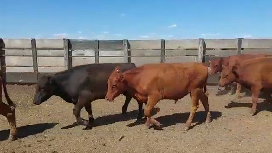 Lote 226 Novillitos en Villaguay, Entre Ríos