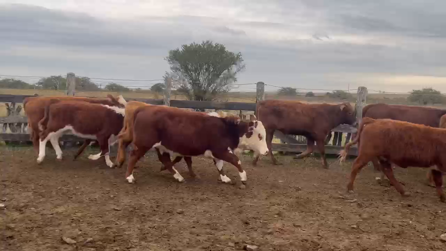 Lote 98 Terneros/as en Corrientes, Curuzu Cuatia