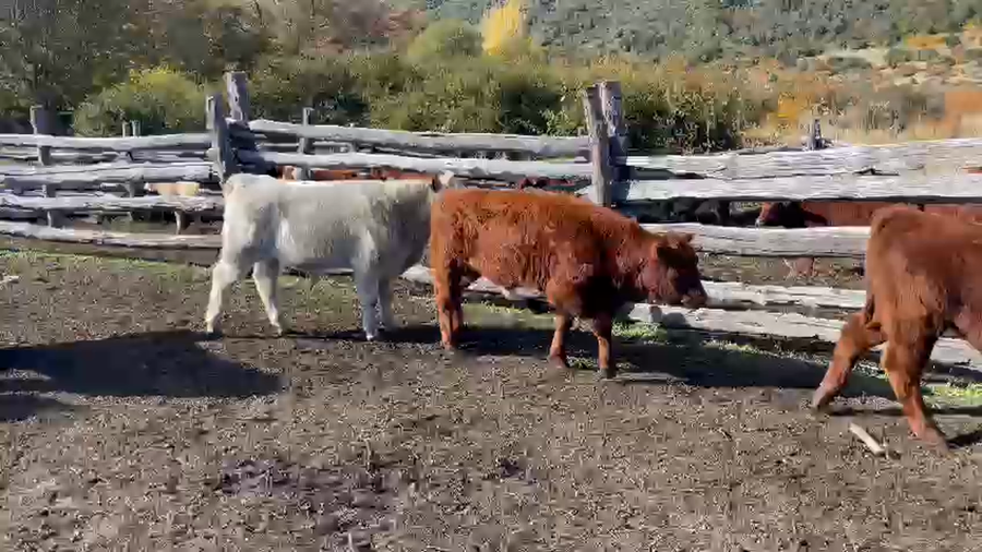 Lote 30 Ternero en Chile Chico, XI Región Aysén