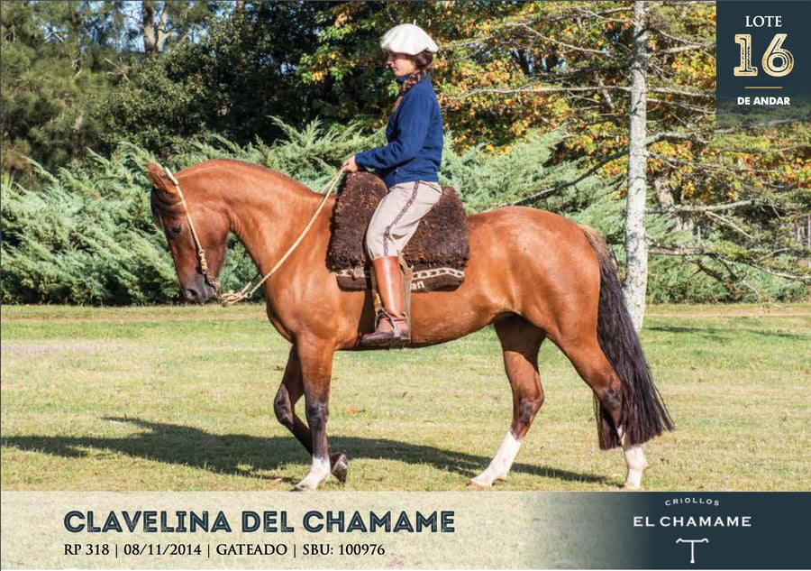 Lote CLAVELINA DEL CHAMAME