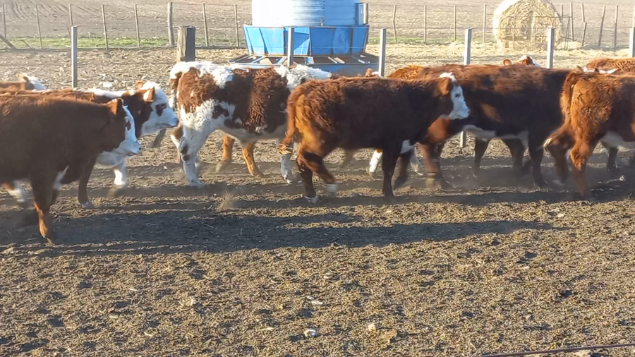 Lote 65 Terneros/as en Chillar, Buenos Aires