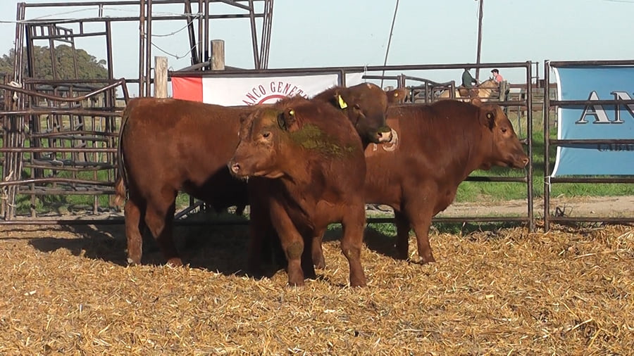 Lote TOROS ANGUS COLORADOS PC