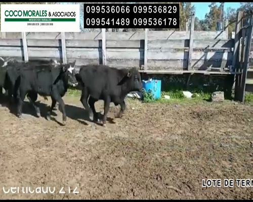 Lote 24 Terneros en Miguelete, Colonia