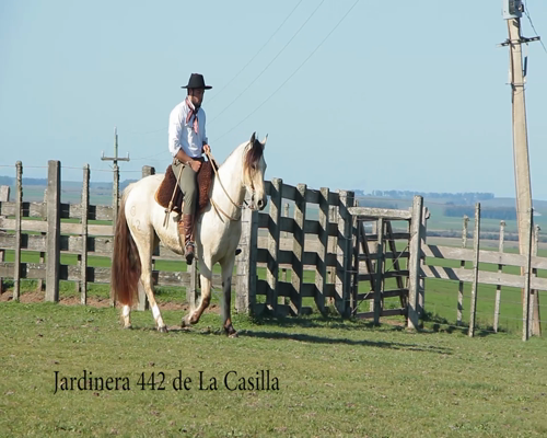 Lote JARDINERA 442 DE LA CASILLA