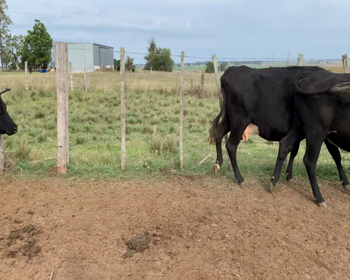 Lote Vacas