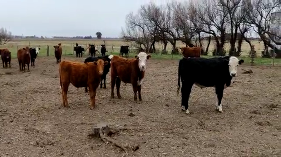 Lote 10 Terneros/as en Gral. Lamadrid, Buenos Aires