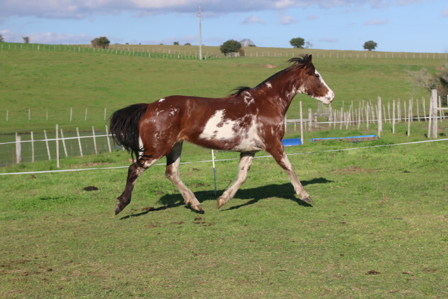 Lote TRADICION DEL CONVENTOS