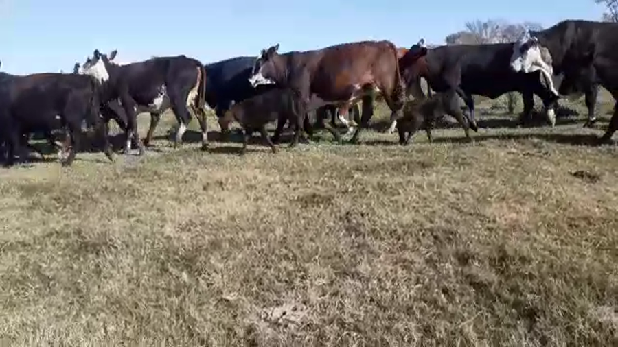 Lote 47 Vacas C/ cria Braford y sus crías en Nuevo Torino, Santa Fe