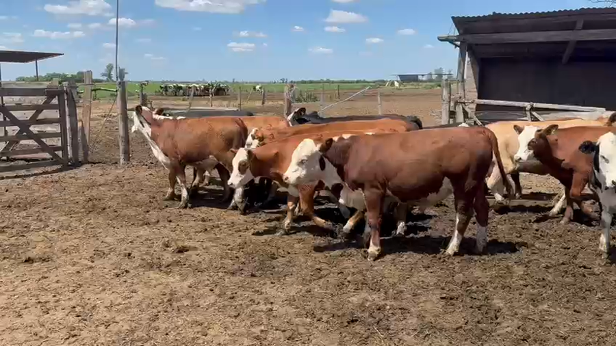Lote 46 Terneros/as Braford y Caretas en Ramona, Santa Fe